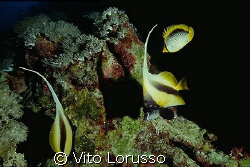 Fishs - Heniochus intermedius by Vito Lorusso 